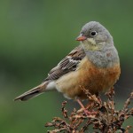 L'ortolan, petit oiseau migrateur