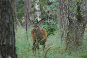 Cerf en forêt - Photo : Thibault Bouvier