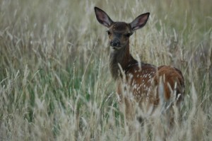 Un faon - Photo : Thibault Bouvier