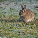 Photo d'un lapin de garenne