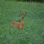 Vidéo de chasse à l'approche d'une chevrette et de ses petits