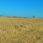 Photo d'un chasseur tirant un faisan