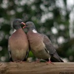 Un couple de palombe (photo: Philippe Rouzet)