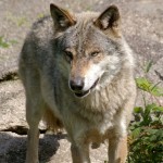 Meute de loups sur autoroute en Russie