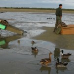 Des chasseurs en Baie de Somme