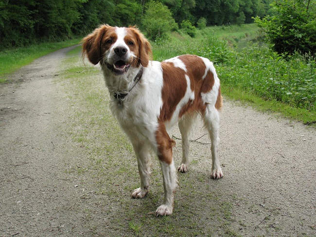 Choisir et éduquer son chien de chasse : ce qu'il faut savoir Choisir et éduquer son chien de chasse : ce qu'il faut savoir