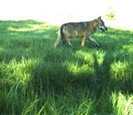 Photo prise par les agents de l'ONCFS d'un loup dans la Meuse