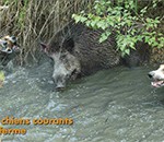 Reportage sur les chiens courants - Revue le Chasseur de Sanglier