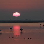 Un coucher de soleil en Camargue