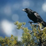 Corbeau posé sur une branche