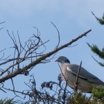 Palombe posée dans les arbres