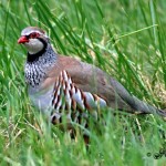 Une perdrix rouge dans un champ