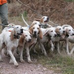 chasser le chevreuil avec des chiens courant