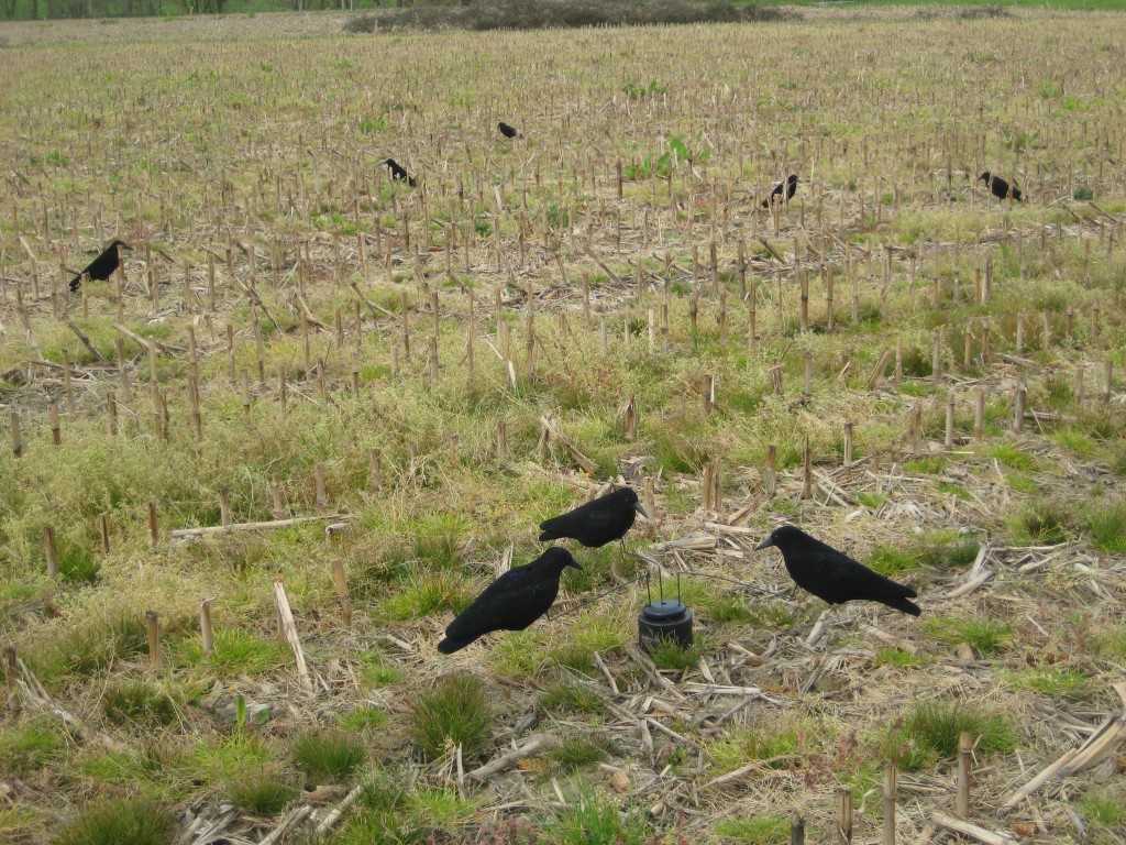 Manège à corbeau ducatillon