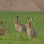 Battue au lièvre en cercle