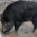 Un sanglier dans la boue