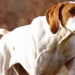 chien de chasse pointer