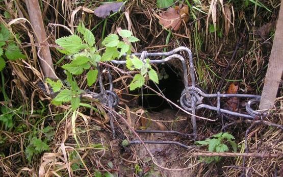 Piégeage du ragondin en gueule de terrier