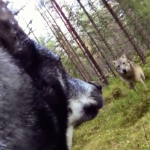 Deux loups attaquent un chien de chasse