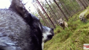 Deux loups attaquent un chien de chasse
