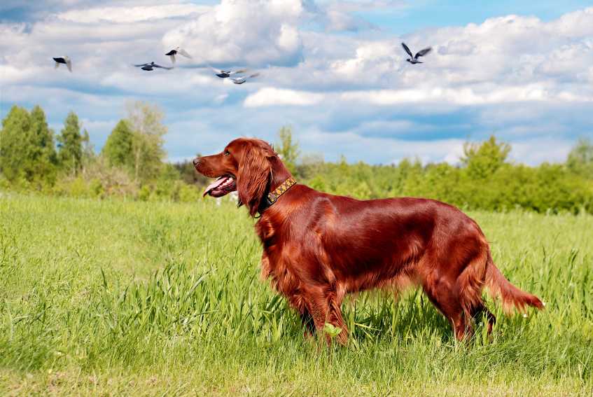 Setter irlandais : idéal pour la chasse