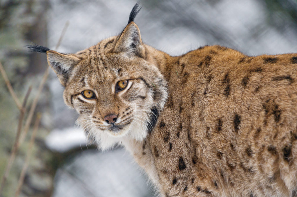 Doubs le lynx vivait avec une centaine de plombs dans le corps