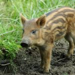 Un marcassin dans un jardin