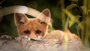 Un renard se laisse prendre en photo