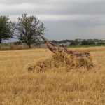 Affût couché pour la chasse