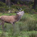 Un cerf charge un chasseur de 62 ans et le tue