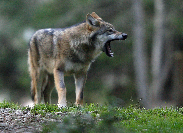 Bientôt des résultats sur le niveau d'hybridation des loups sur notre territoire