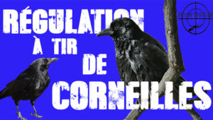 Tirs de régulation de corneilles en vidéo