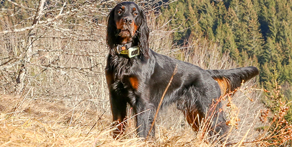 Un chien de chasse équipé d'un collier GPS pour le suivre en temps réel