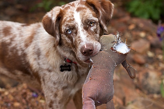 Protéger son chien de chasse en souscrivant une assurance