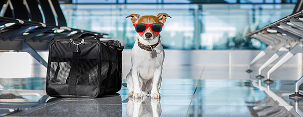 Vacciner son chien de chasse avant de prendre l'avion pour un séjour à l'étranger