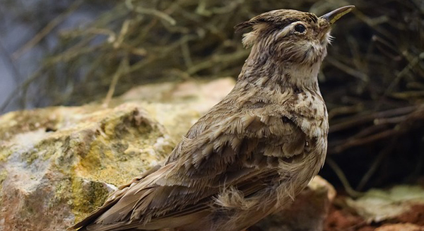 Chasse traditionnelles des alouettes en France