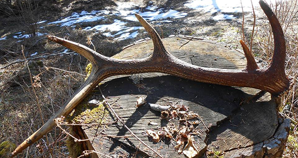 Une mue de cerf : véritable trophée pour les ramasseurs