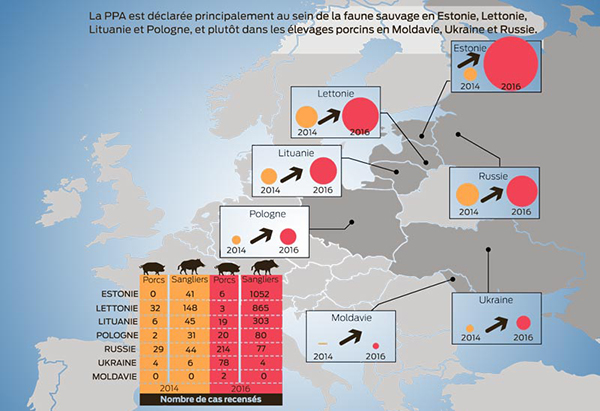 Pays touchés par la propagation du virus de la peste porcine africaine