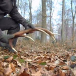 Une personne ramasse une mue de cerf dans un bois