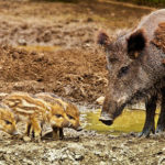 Des petits marcassins et un sanglier près d'une bauge