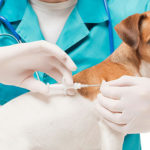 Vaccination d'un chien contre la rage