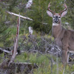 Mettre toutes les chances de son côté pour réussir son voyage de chasse