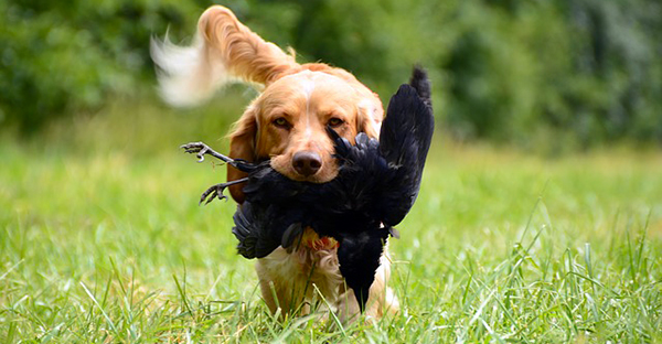 Un chien retriever ramène une corneille dans sa gueule