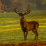 Le cerf : le plus majestueux des gibiers