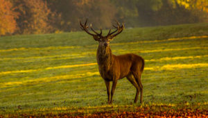 Le cerf : le plus majestueux des gibiers