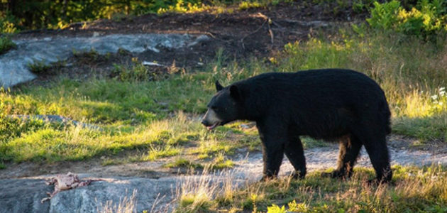 Chasse à l'ours au Québec