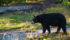 Chasse à l'ours au Québec