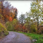 Photo de la forêt en automne
