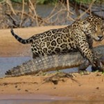 Photo d'un jaguar qui attaque un caïman