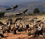 Des vautours attaquent un veau à Loubieng